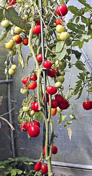 Pomodori rossi che maturano in una serra — Foto Stock