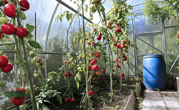 Red tomatoes ripening in a greenhouse — Stock Photo, Image