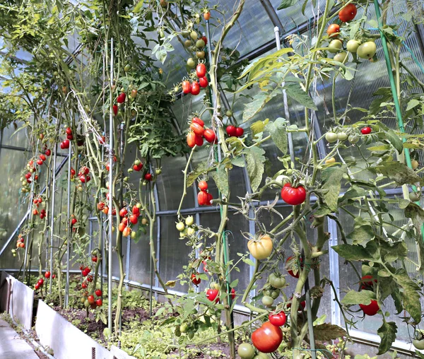 Red tomatoes ripening in a greenhouse — Stock Photo, Image