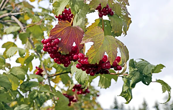 Aglomerados vermelhos brilhantes de bagas de Viburnum nos ramos — Fotografia de Stock