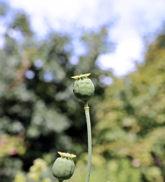 Matured box of poppy — Stock Photo, Image