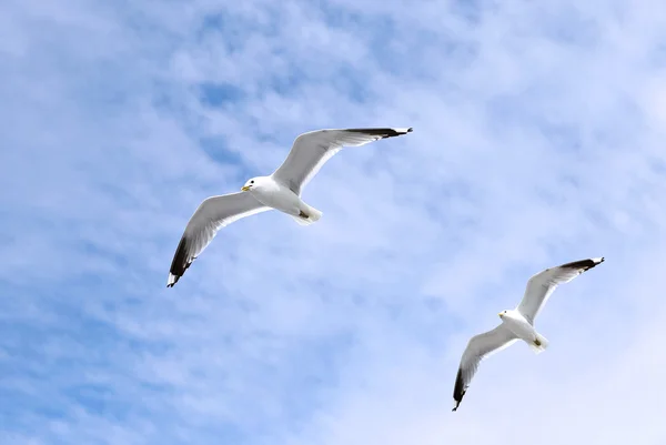 Twee mediterrane witte meeuwen vliegen — Stockfoto