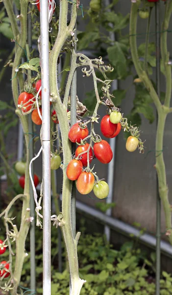 Tomates rojos madurando en un invernadero —  Fotos de Stock