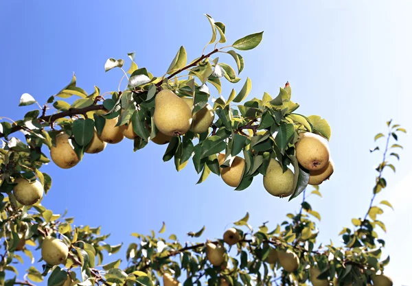 Juicy yellow pears on branches in a garden — Stock Photo, Image