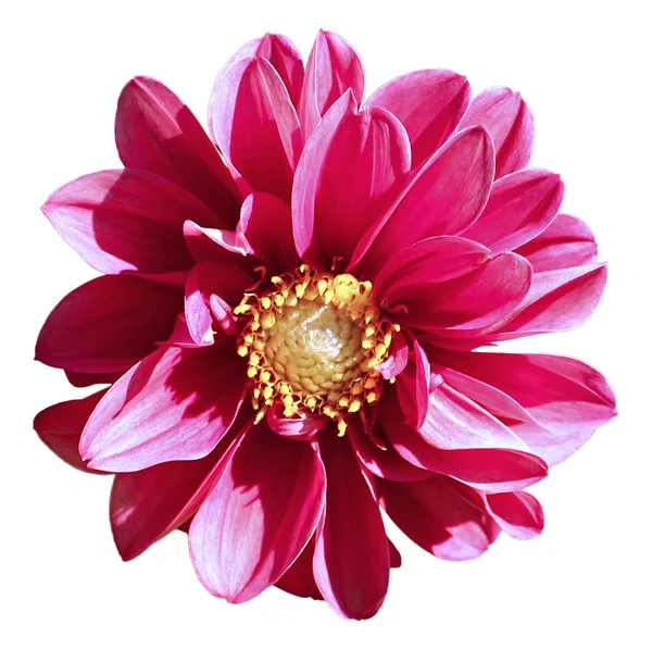 Röd blomma dahlia — Stockfoto