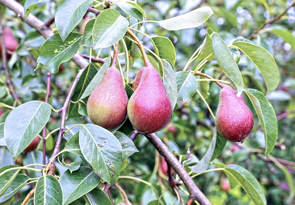 Juicy red pears on branches — Stock Photo, Image