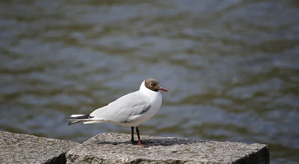 Black-headed white seagul — Stock Photo, Image