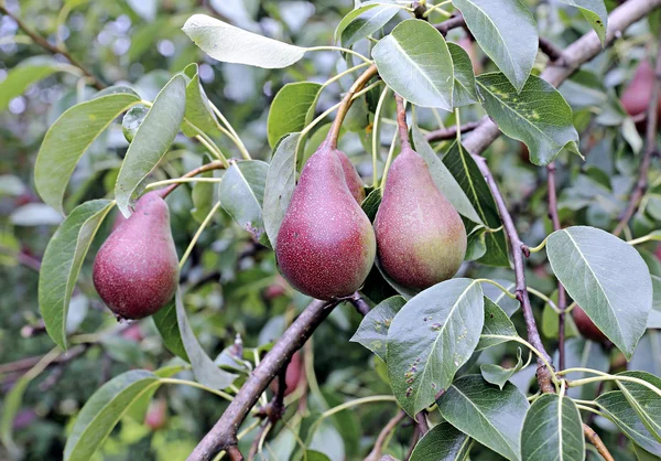 Juicy red pears on branches — Stock Photo, Image