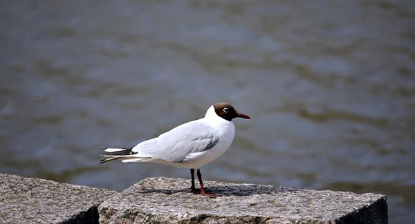 Black-headed white seagul — Stock Photo, Image