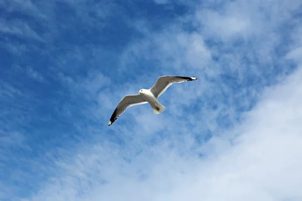 Mediterrane witte zeemeeuw, vliegen — Stockfoto