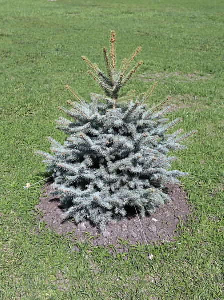 Jovem plântula plantada abeto azul — Fotografia de Stock