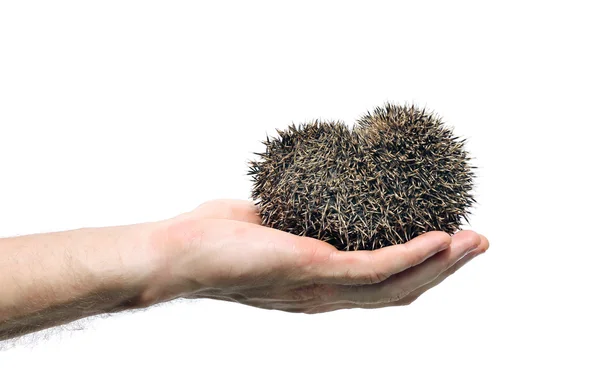 Forest wild hedgehog isolated — Stock Photo, Image