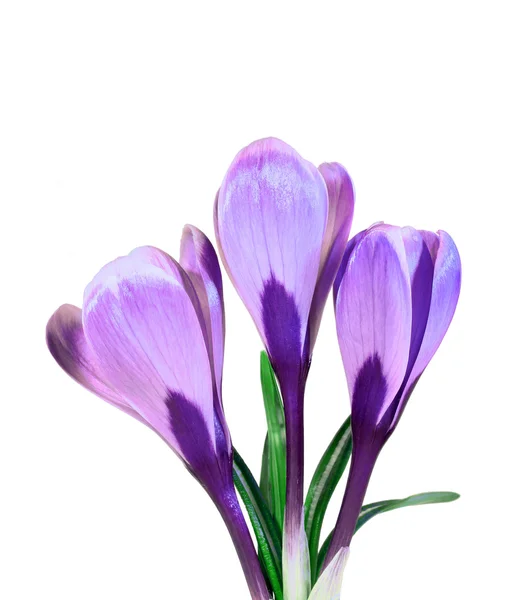 Violet flowers of crocus — Stock Photo, Image