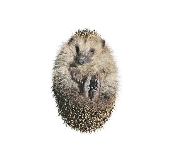 Forest wild hedgehog isolated — Stock Photo, Image