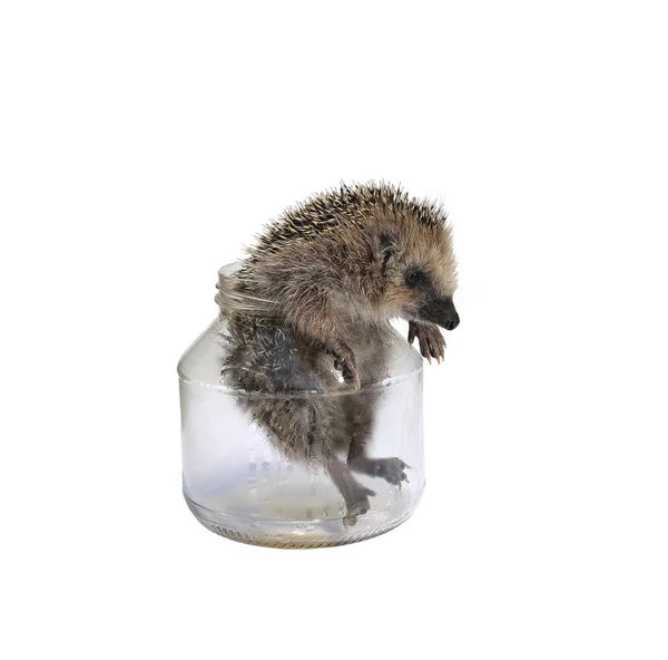 Forest wild egel komt uit een glazen pot geïsoleerd — Stockfoto