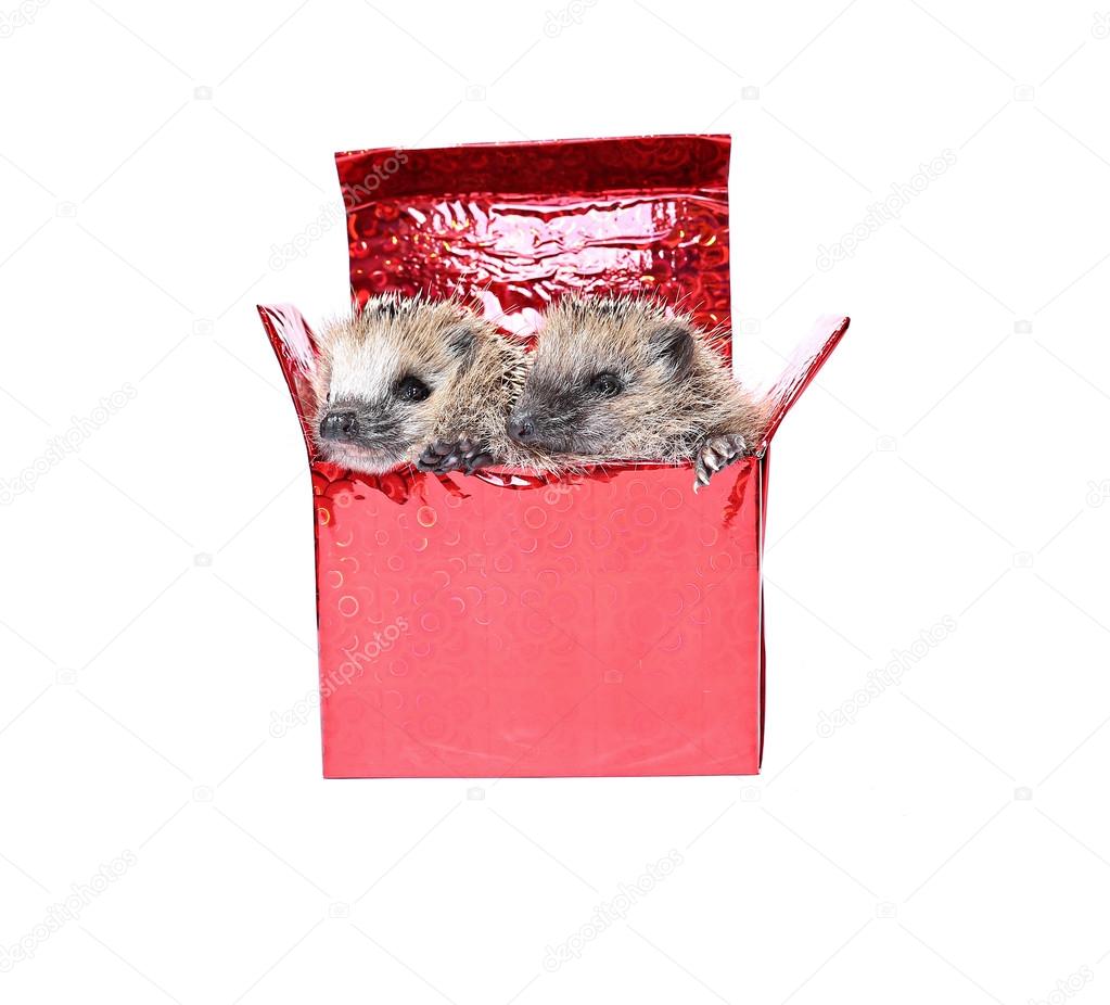 Two forest wild hedgehogs get out of the gift box isolated