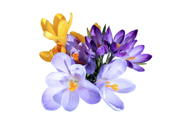 Violetta blommor av Krokus isolerade — 图库照片