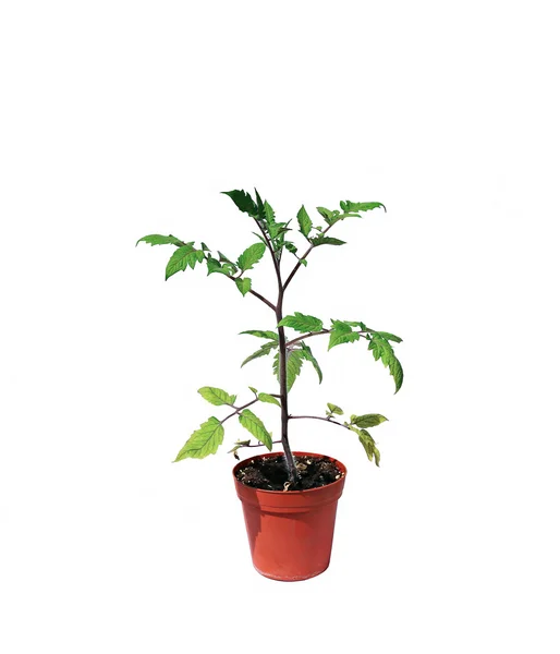 Young plant tomato seedlings in flowerpot isolated — Stock Photo, Image