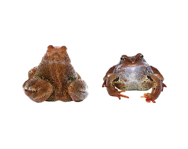 茶色のカエル正面からと背面からの分離 — ストック写真