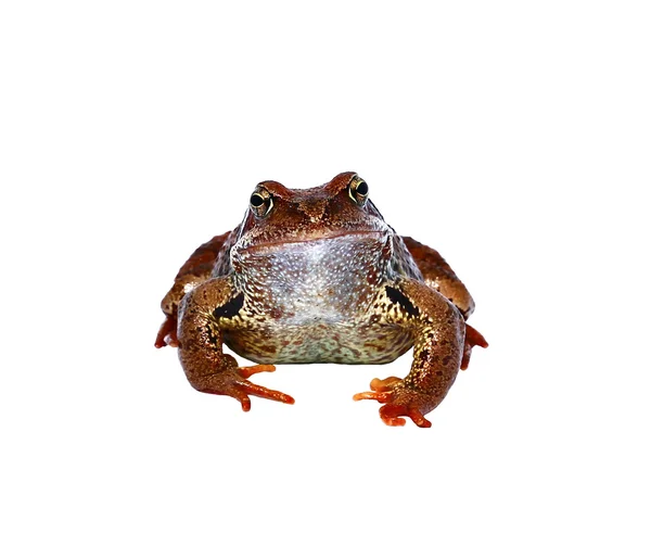 갈색 개구리가 분리 됨 — 스톡 사진