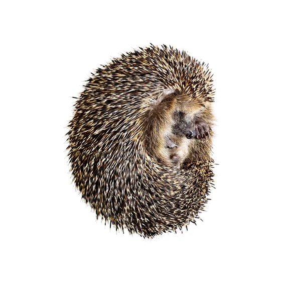 Forest wild hedgehog isolated — Stock Photo, Image