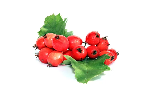 Bir sürü alıç izole kırmızı meyveler — Stok fotoğraf