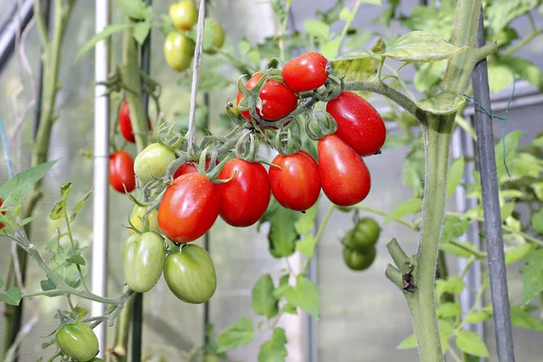 Red tomatoes in a greenhouse — Stock Photo, Image