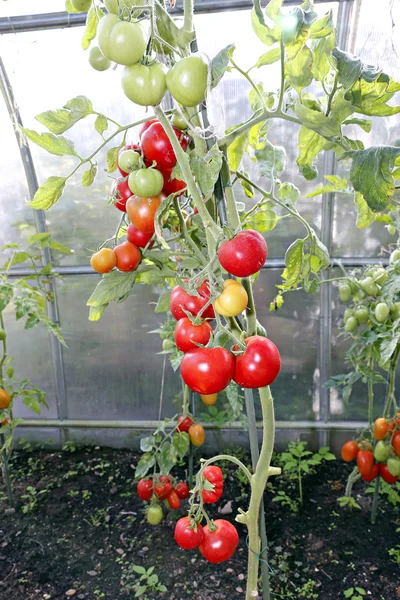 Tomates rojos en un invernadero —  Fotos de Stock