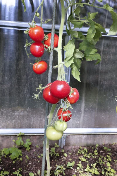 온실에 있는 빨간 토마토 — 스톡 사진