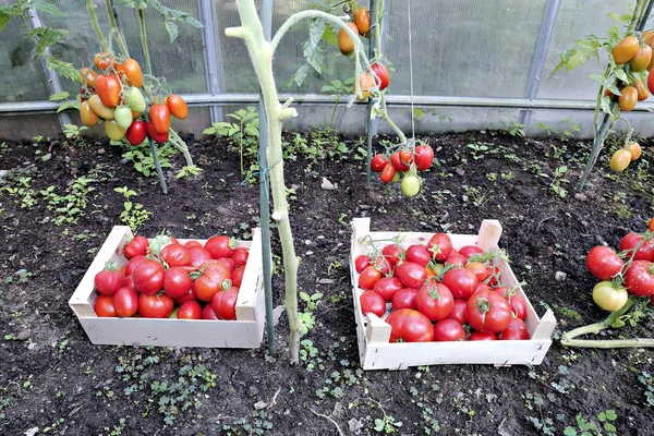 Czerwony dojrzałe pomidory w drewnianych skrzyniach zbiorów — Zdjęcie stockowe