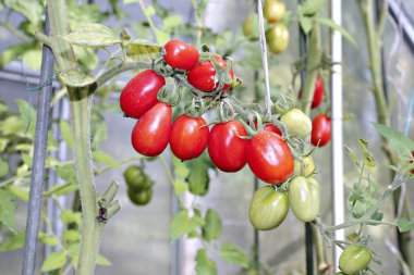 Oval kırmızı domates demet