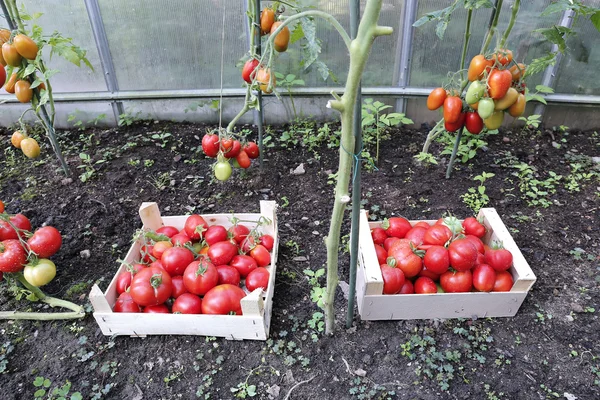 红色的收获成熟的西红柿在木箱 — 图库照片