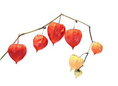İzole Physalis berry bitki (Çince fener)