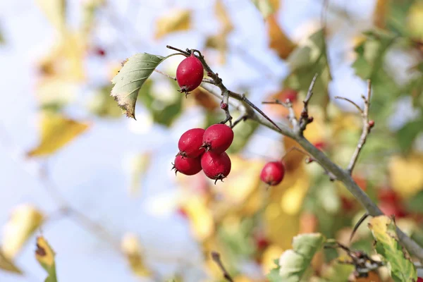 Μούρα hawthorn κόκκινο στα κλαδιά το φθινόπωρο — Φωτογραφία Αρχείου