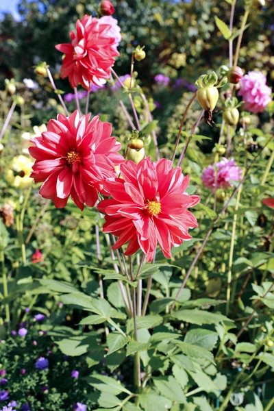Dalia de flor roja en el jardín — Foto de Stock