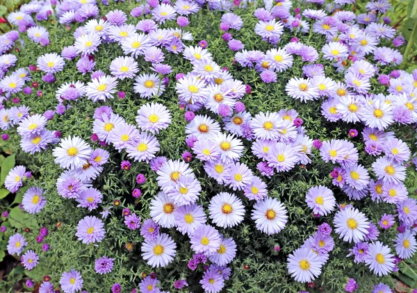 Llilac aster flores en el jardín — Foto de Stock