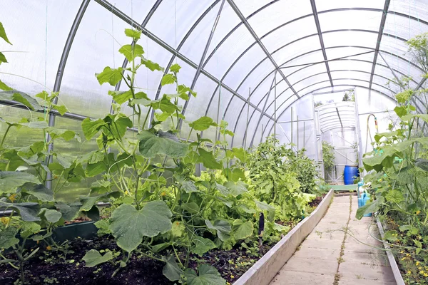 Komkommer planten in een kas — Stockfoto