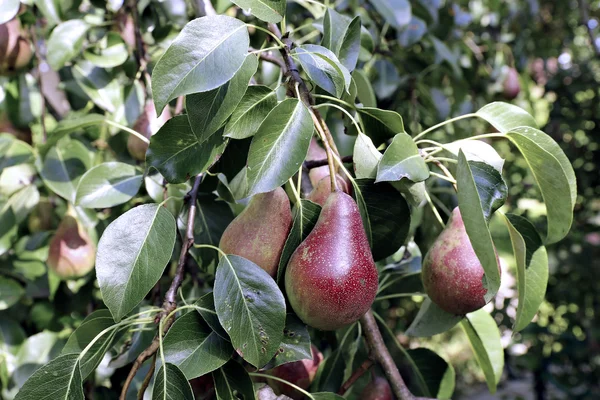 Juicy red pears on branches in a garden — Stock Photo, Image
