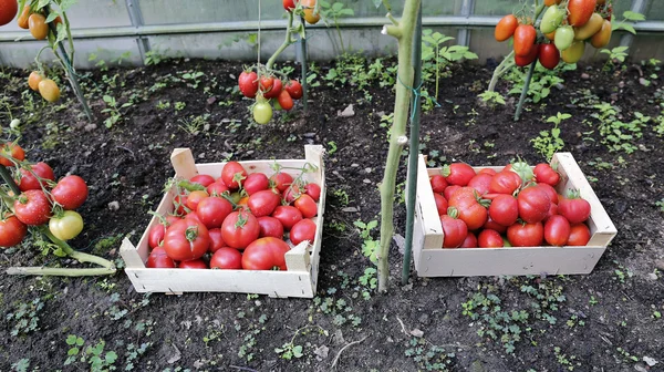Harvest red ripe tomatoes in wooden boxes — Stock Photo, Image