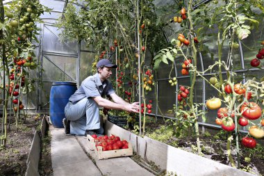 Bir işçi hasadın bir sera içinde kırmızı olgun domates
