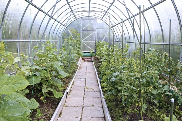 Cucumber plants in a greenhouse — Stock Photo, Image