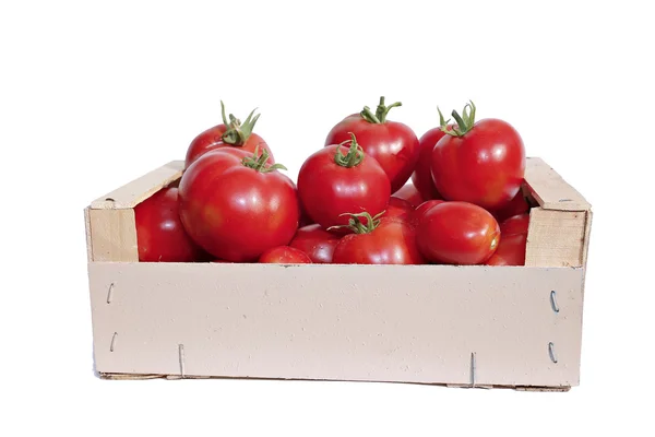 Cosecha de tomates rojos maduros en caja de madera aislada — Foto de Stock