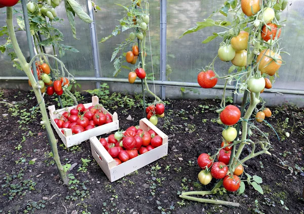 Colheita de tomates vermelhos maduros em caixas de madeira — Fotografia de Stock