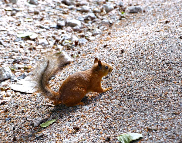 L'écureuil des forêts — Photo