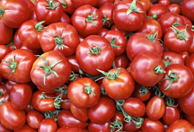 Çok sulu olgun kırmızı domates