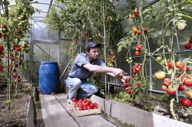 Bir işçi hasadın bir sera içinde kırmızı olgun domates