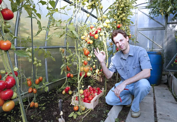 Рабочий собирает красные спелые помидоры в теплице — стоковое фото