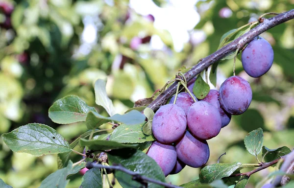 Fruits de prune sur la branche — Photo