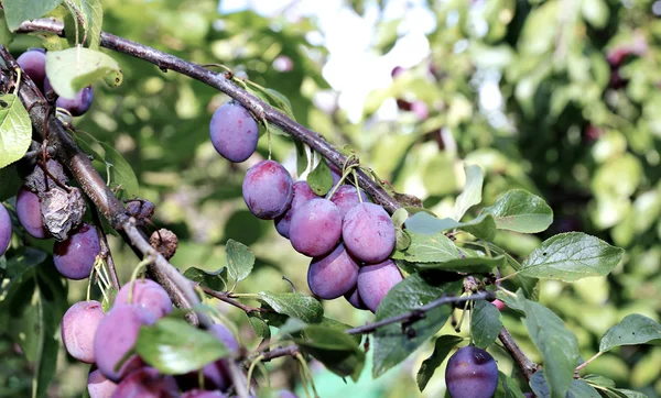 Frutos de ciruela en la rama — Foto de Stock