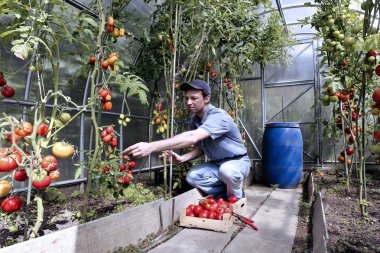 Bir işçi hasadın bir sera içinde kırmızı olgun domates